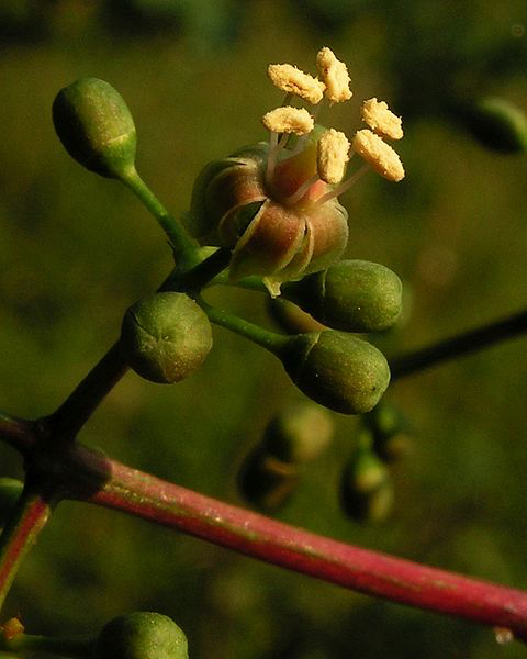 Flower-of-Virginia-creeper