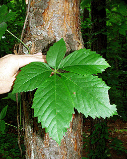 Leaf-of-Virginia-Creepers