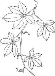 Sketch-of-Virginia-creeper-plant