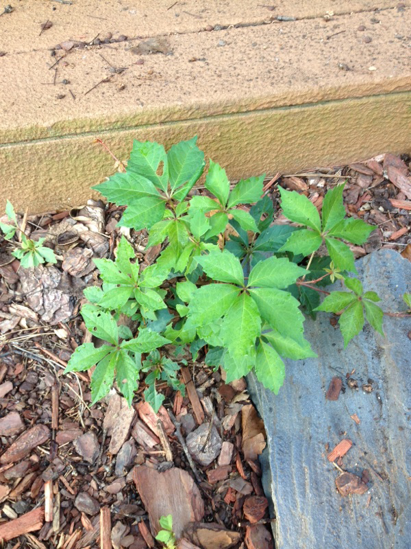 Small-Virginia-creeper-plant