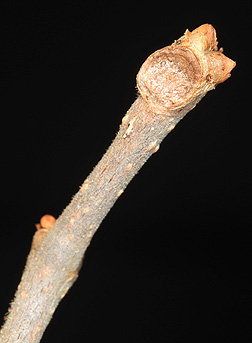 Twig-of-Virginia-Creepers