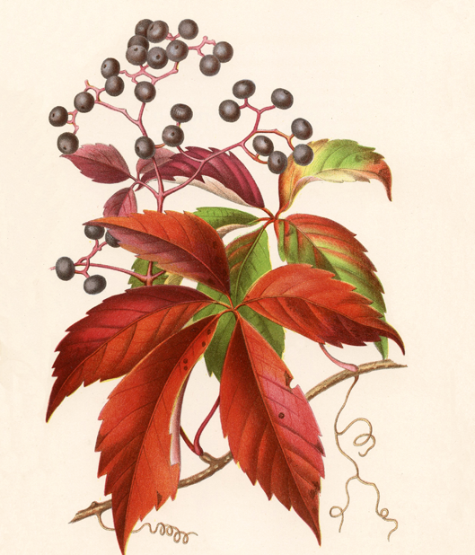 Virginia-Creeper-plant-Illustration
