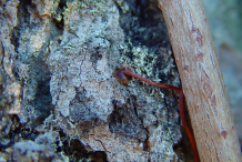 Bark-of-Virginia-creeper-plant