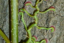 Climbing-roots-with-adhesive-pads