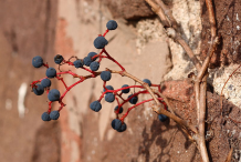 Dried-Berries-of-Virginia-creeper