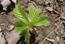 Emerging-leaf-during-spring