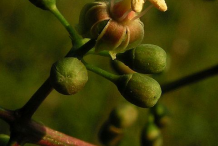 Flower-of-Virginia-creeper