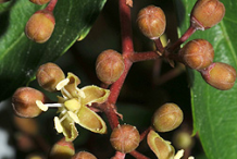 Flowering-buds-of-Virginia-creepers