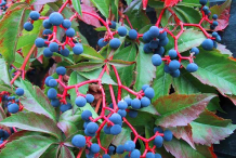 Fresh-fruits-of-Virginia-creeper
