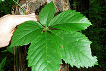 Leaf-of-Virginia-Creepers