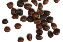 Seeds-of-Virginia-creeper-plant