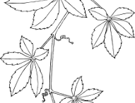 Sketch-of-Virginia-creeper-plant