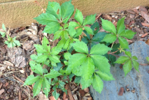 Small-Virginia-creeper-plant