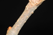Twig-of-Virginia-Creepers