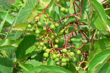 Unripe-Fruit-of-Virginia-Creeper
