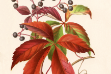 Virginia-Creeper-plant-Illustration