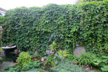 Virginia-creepers-growing-on-the-wall