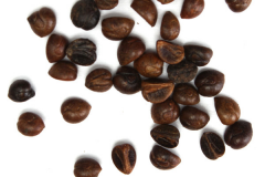 Seeds-of-Virginia-creeper-plant