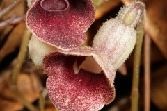 Close-view-of-Virginia-Snakeroot-flower