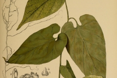 Plant-illustration-of-Virginia-Snakeroot