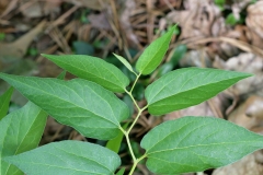 Virginia-Snakeroot-leaves