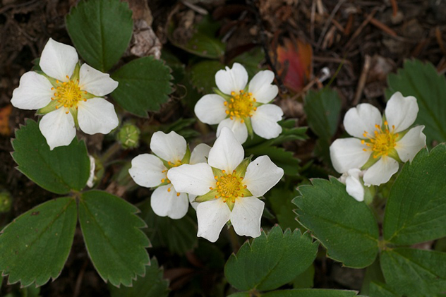 Flowers-of-Virginia-strawberry