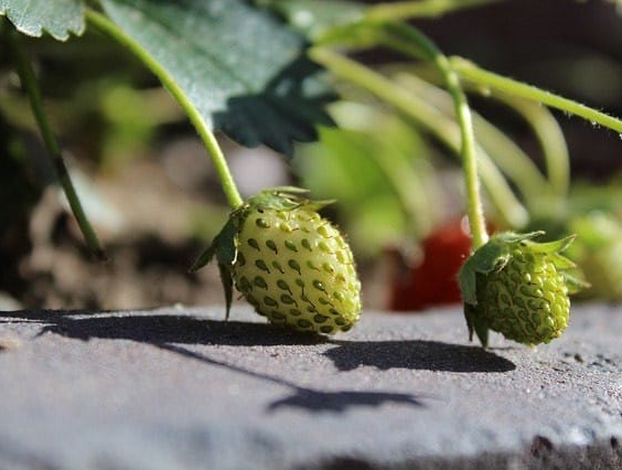 Immature-fruits-of-Virginia-strawberry