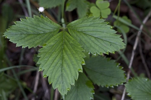 Leaves-of-Virginia-strawberry