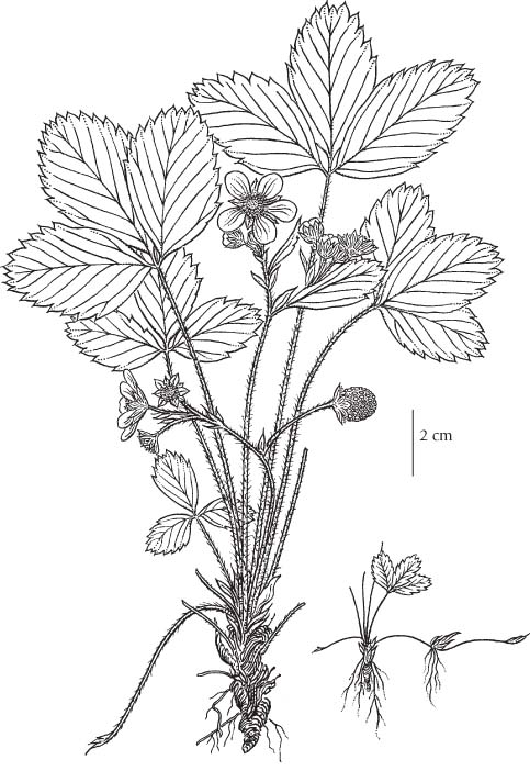 Sketch-of-Virginia-strawberry