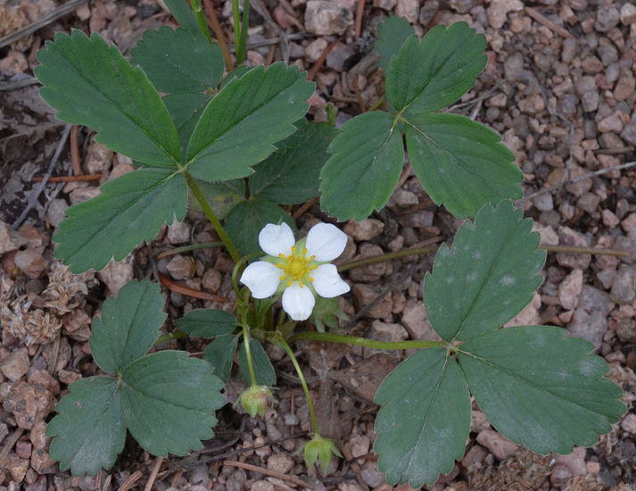 Virginia-strawberry-Plant