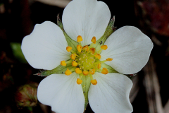 Closer-view-of-flower-of-Virginia-strawberry