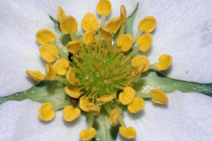 Closer-view-of-stamens-and-pistils-of-Virginia-strawberry