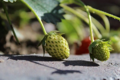 Immature-fruits-of-Virginia-strawberry