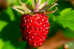 Mature-fruits-of-Virginia-strawberry
