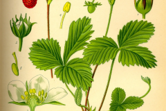 Plant-Illustration-of-Virginia-strawberry