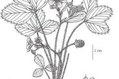 Sketch-of-Virginia-strawberry