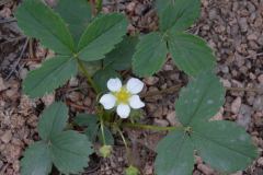 Virginia-strawberry-Plant