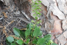 Virginian-peppercress-Plant