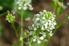 Flowers-of-Virginian-peppercress