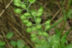 Immature-fruits-of-Virginian-peppercress