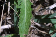 Leaves-of-Virginian-peppercress