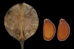 Mature-fruit-and-seeds-of-Virginian-peppercress