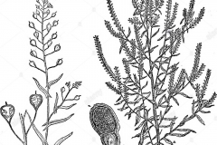 Plant-Illustration-of-Virginian-peppercress