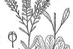 Sketch-of-Virginian-peppercress