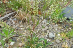 Virginian-peppercress-Plant-growing-wild