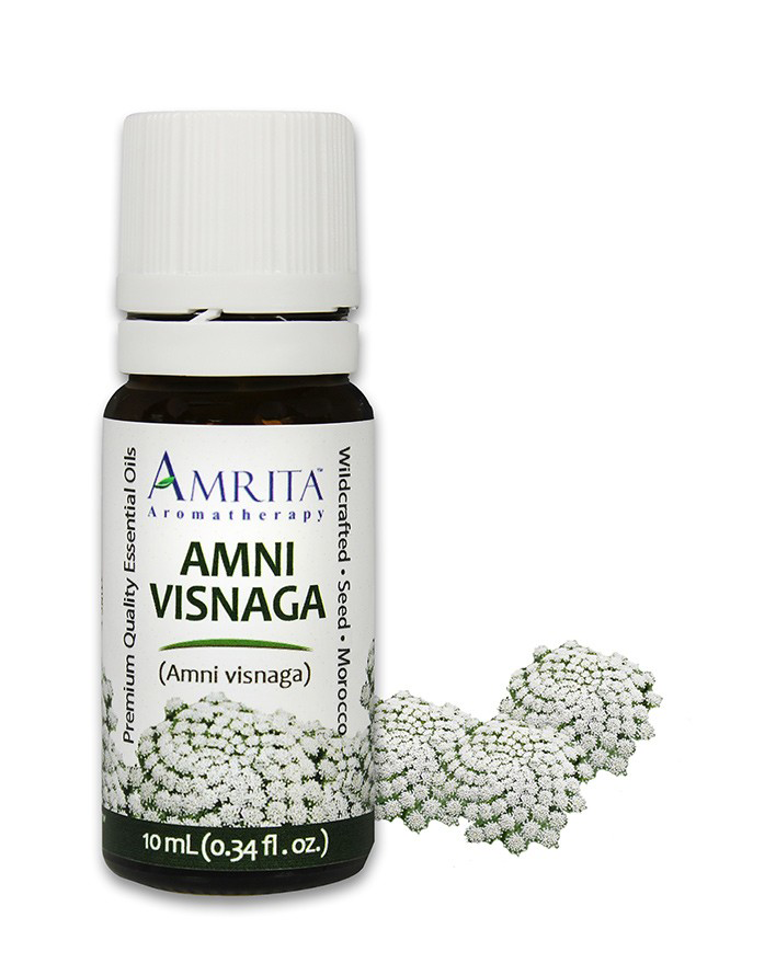 Amni-visnaga-essential-oil
