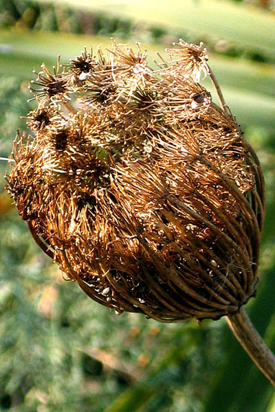 Dried-Flower-of-Visnaga
