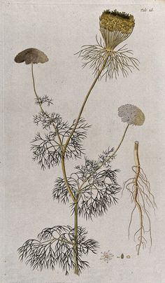 Plant-Illustration-of-Visnaga-plant