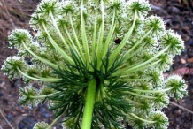 Backside-of-Visnaga-flower