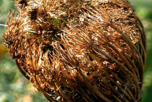 Dried-Flower-of-Visnaga